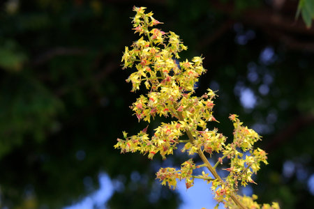Koelreuteria paniculata tree yellow flowers.の写真素材