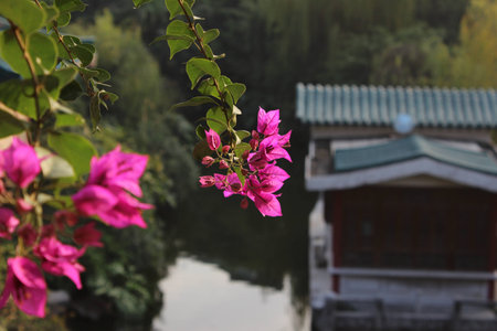 Flowerの写真素材