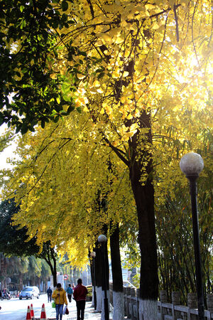 Ginkgoのeditorial素材