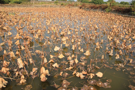 Lotusの写真素材