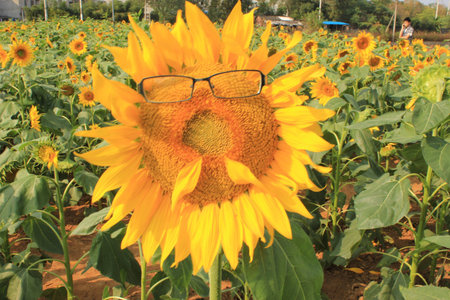 Sunflowerの写真素材