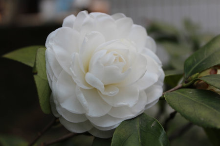 Camelliaの写真素材