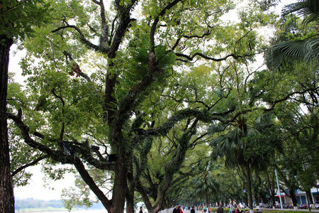 Greenwayのeditorial素材