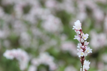 Small freshの写真素材