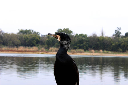 Cormorant