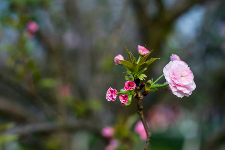 Cherry blossomsの写真素材