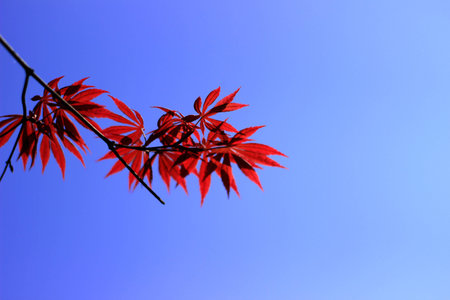 Mapleの写真素材