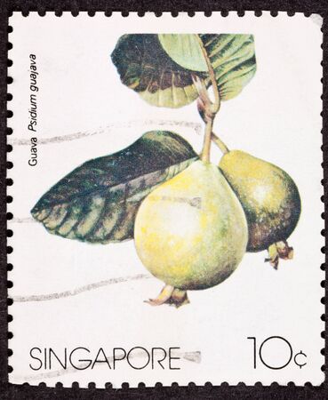 Closup of guava (Psidium guajava) on hanging from a branch of a guava tree.  Isolated Backgroundの写真素材