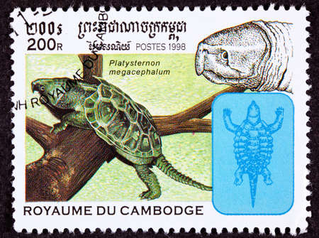 The big-headed Turtle,  Platysternon Megacephalumの写真素材