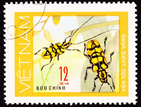 Pair of yellow beetles with long antenna on some branchesの写真素材