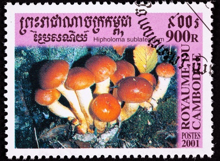 Brick Cap Mushroom, Hypholoma sublateritium. Reported to be edible in the U.S. but not Europeの写真素材