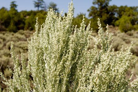Sagebrush in the high altitude desert in New Mexico, United States.