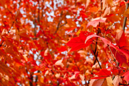 Full frame autumn maple leaves, shallow depth of field.