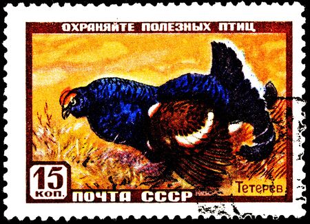 USSR- CIRCA 1957:  A stamp printed in the USSR shows a Black Grouse, Tetrao tetrix in a field.  Also known as Blackgame, circa 1957.の写真素材