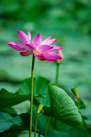 The lotus is gracefulの写真素材