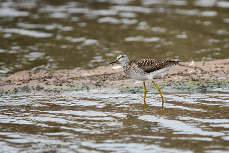Woodsnipers feed in the waterの写真素材