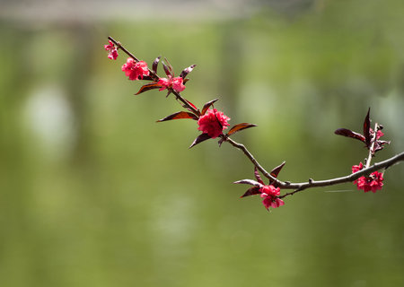 The branches of purple peach spreadの写真素材