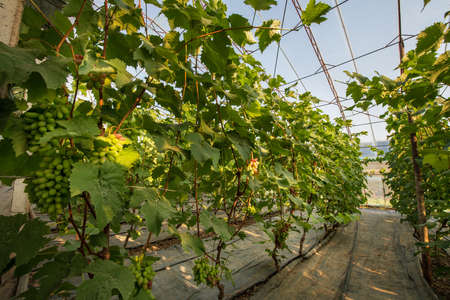 The trellery was covered with grapesの写真素材