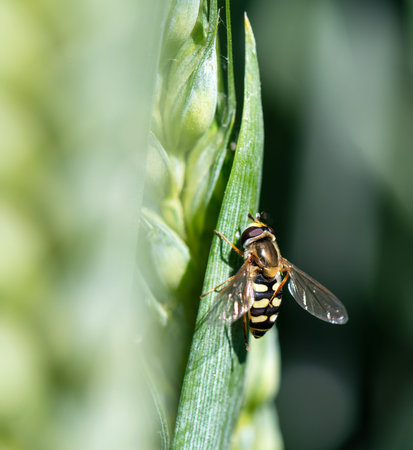 Hoverflies on green ears of wheat