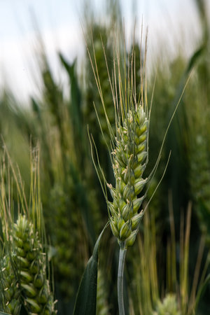 Ripe ears of wheat under white clouds