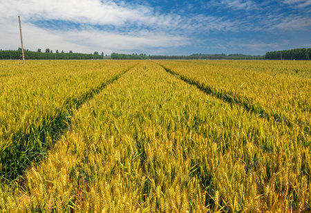 Golden wheat under a clear sky