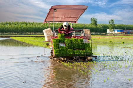 Modern agricultural machinery transplanting rice seedlings