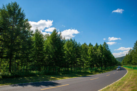 A road shaded by green trees