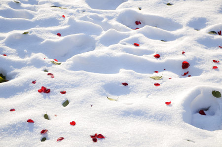 Snow ground with flower petalsの写真素材