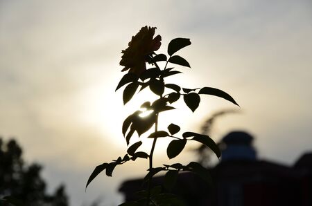Silhouette of a stalk of plant の写真素材