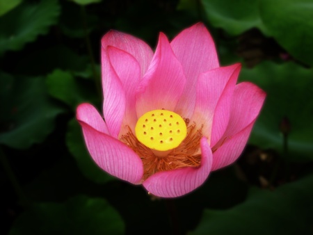 Beautiful pink lotusの写真素材