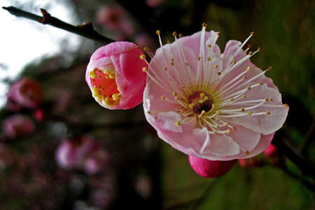Beautiful pink plum blossomの写真素材