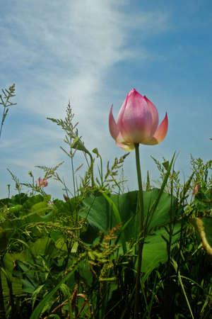 Beautiful summer the lotusの写真素材