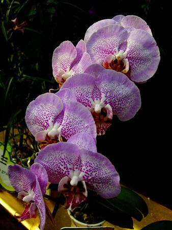 Beautiful orchidsの写真素材
