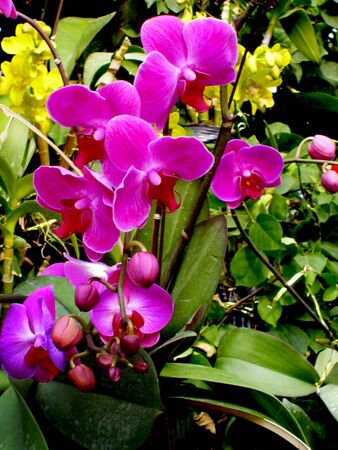 Beautiful orchidsの写真素材