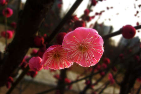 Beautiful winter plumの写真素材