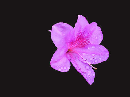 Beautiful azaleasの写真素材