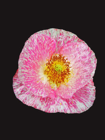Beautiful corn poppy flowersの写真素材