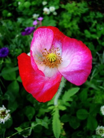 Beautiful corn poppy flowersの写真素材