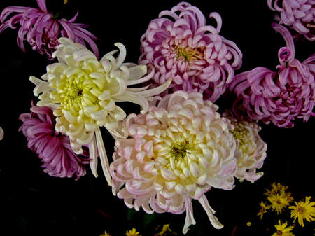 Beautiful chrysanthemumsの写真素材