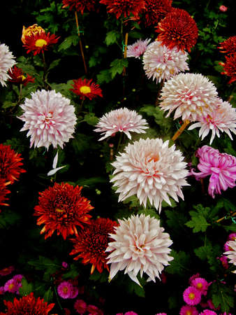 Beautiful chrysanthemumsの写真素材