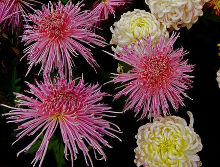 Beautiful chrysanthemumsの写真素材