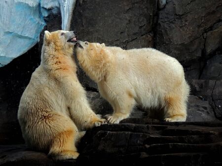        There are two polar bears, they loveの写真素材