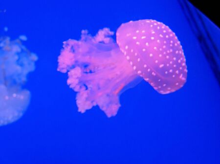            This is a marine life, it is the name of the jellyfishの写真素材
