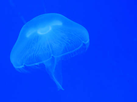        This is a marine life, it is the name of the jellyfish    の写真素材