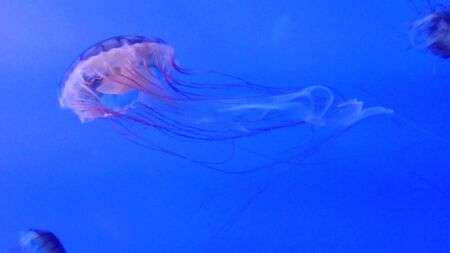            This is a marine life, it is the name of the jellyfish    の写真素材