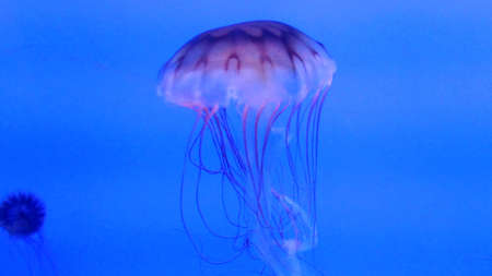           This is a marine life, it is the name of the jellyfish    の写真素材
