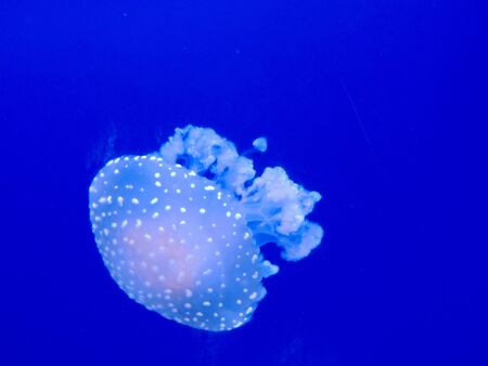              This is a marine life, it is the name of the jellyfish    の写真素材