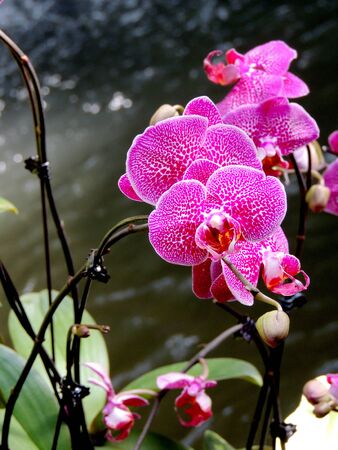           Beautiful orchidsの写真素材