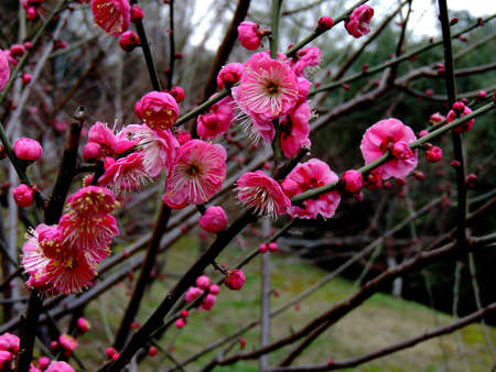              Beautiful winter plumの写真素材