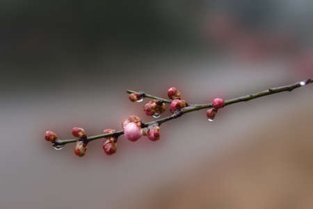 Beautiful winter plum      の写真素材
